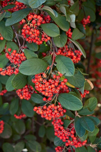Cotoneaster lacteus busk 60-80 cm