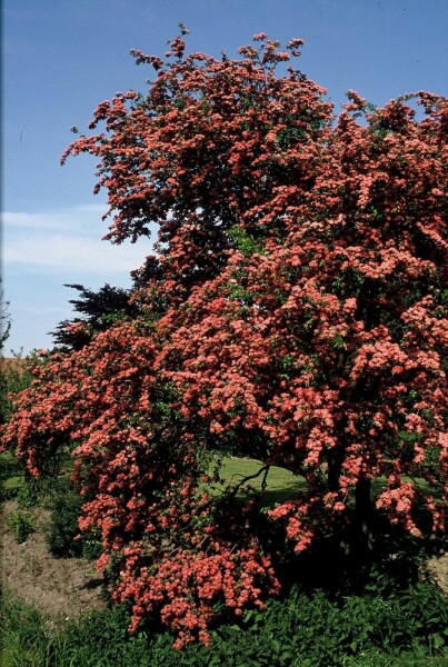 Crataegus laevigata 'Paul's Scarlet' busk 150-175 cm