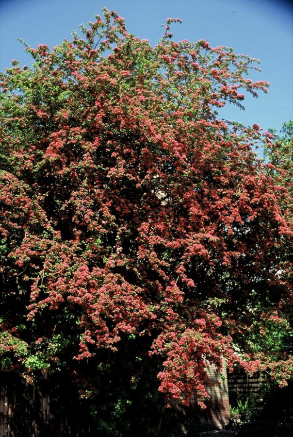Hawthorn Crataegus laevigata 'Paul's Scarlet' busk 150-175 C20 Crataegus laevigata 'Paul's Scarlet' busk 150-175 cm