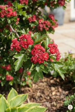 Crataegus laevigata 'Paul's Scarlet' busk 150-175 cm
