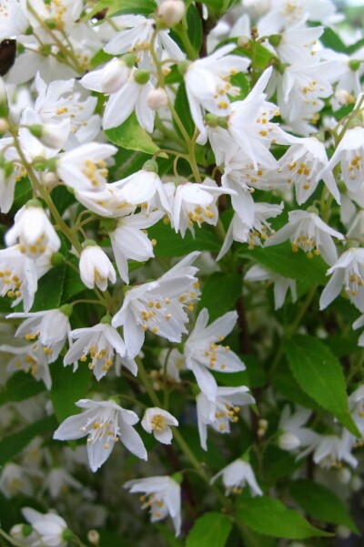 Deutzia gracilis busk 40-50 cm