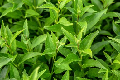 Deutzia gracilis busk 40-50 cm