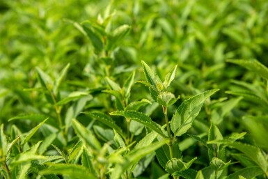 Deutzia gracilis busk 40-50 cm