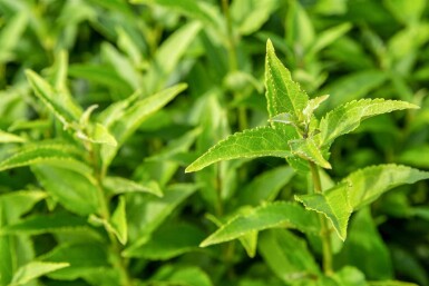 Deutzia gracilis busk 40-50 cm