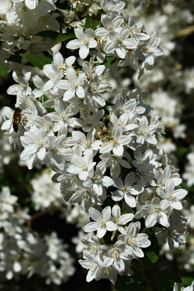 Deutzia gracilis 'Nikko' busk 30-40 cm