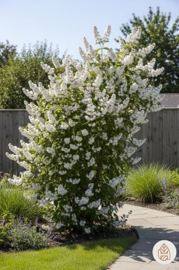 Deutzia magnifica busk 60-80 cm