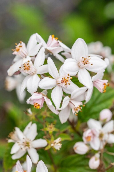 Deutzia 'Mont Rose' busk 60-80 cm
