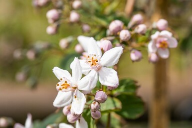 Deutzia 'Mont Rose' busk 60-80 cm