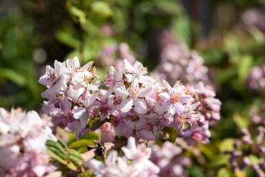 Deutzia 'Mont Rose' busk 150-175 cm