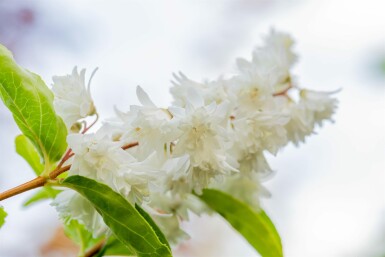 Deutzia scabra 'Plena' busk 30-40 cm