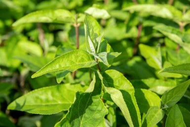 Deutzia scabra 'Plena' busk 80-100 cm