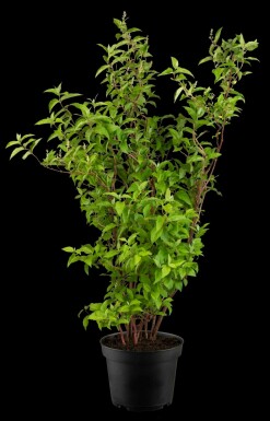 Deutzia scabra 'Plena' busk 80-100 cm