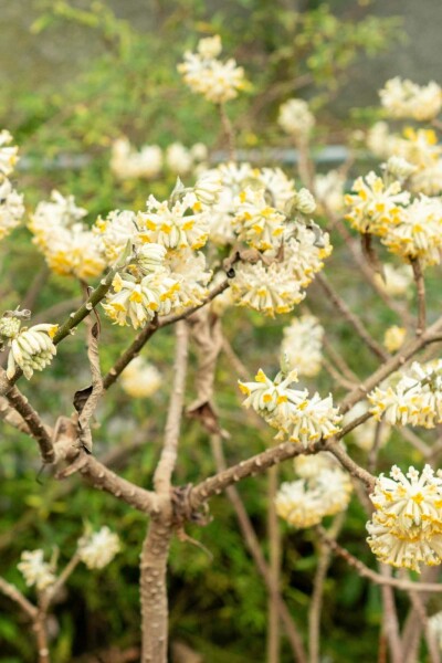 Edgeworthia chrysantha busk 60-80 cm