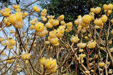 Edgeworthia chrysantha 'Grandiflora' busk 125-150 cm