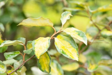 Elaeagnus ebbingei 'Limelight' busk 60-80 cm
