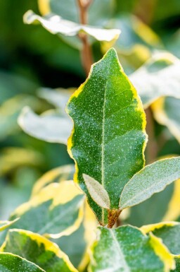 Elaeagnus ebbingei 'Limelight' busk 60-80 cm
