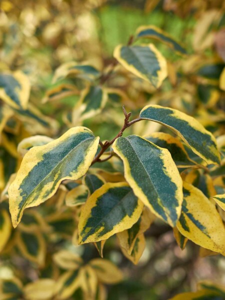 Elaeagnus pungens 'Maculata' busk 100-125 cm