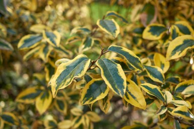 Elaeagnus pungens 'Maculata' busk 100-125 cm