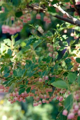 Enkianthus campanulatus busk 100-125 cm