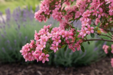 Escallonia 'Donard Seedling' busk 30-40 cm