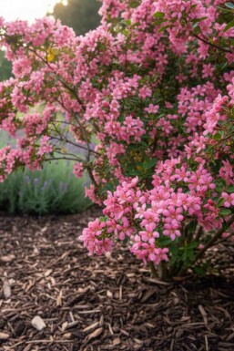 Escallonia 'Donard Seedling' busk 30-40 cm