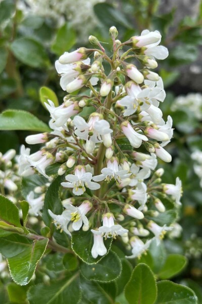 Escallonia 'Iveyi' busk 40-50 cm