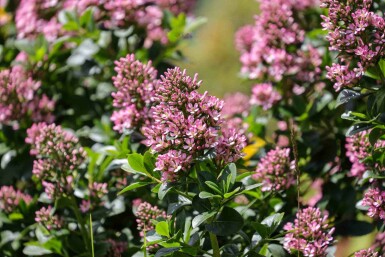 Escallonia 'Pink Elle' busk 40-60 cm