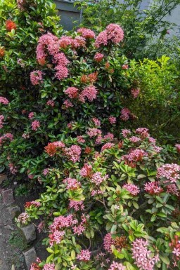 Escallonia 'Pink Elle' busk 60-80 cm