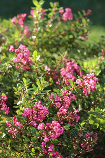 Escallonia 'Red Dream' busk 20-25 cm