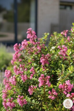 Escallonia 'Red Dream' busk 30-40 cm