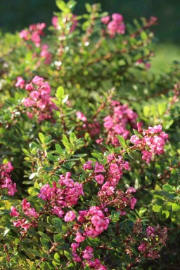 Intet billede tilgængeligt