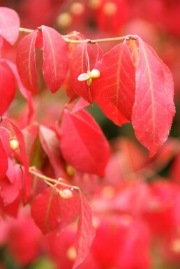 Euonymus alatus busk 60-80 cm