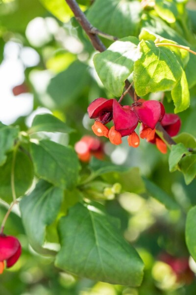 Euonymus europaeus busk 80-100 cm