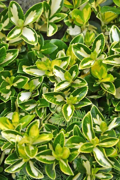 Euonymus fortunei 'Blondy' busk 40-45 cm