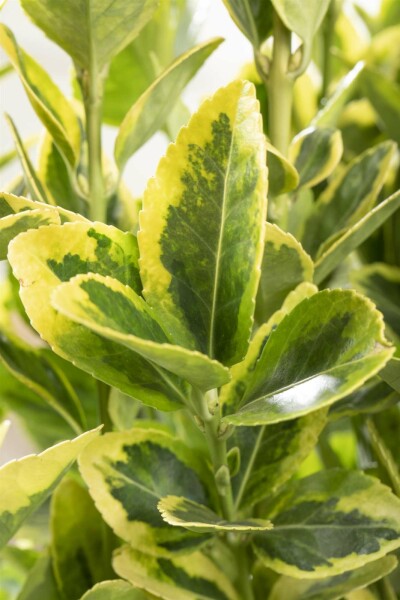 Euonymus japonicus 'Aureomarginatus' busk 30-40 cm