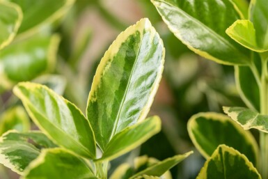 Euonymus japonicus 'Aureomarginatus' busk 30-40 cm