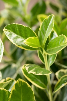 Euonymus japonicus 'Aureomarginatus' busk 30-40 cm