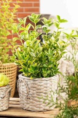 Euonymus japonicus 'Aureomarginatus' busk 30-40 cm