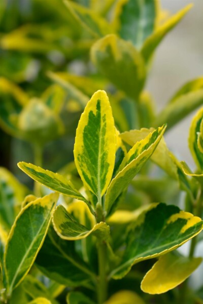 Euonymus japonicus 'Aureus' busk 80-100 cm