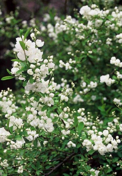 Exochorda macrantha 'The Bride' busk 40-60 cm