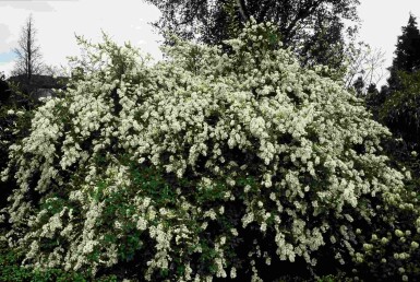 Exochorda macrantha 'The Bride' busk 40-60 cm