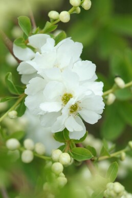 Exochorda macrantha 'The Bride' busk 40-60 cm