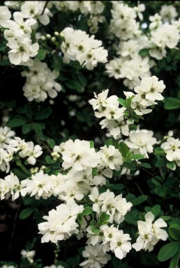 Exochorda macrantha 'The Bride' busk 40-60 cm
