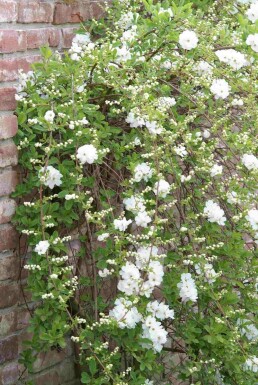 Exochorda macrantha 'The Bride' busk 40-60 cm