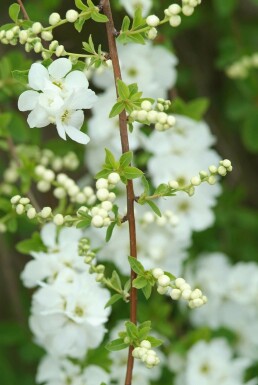 Exochorda macrantha 'The Bride' busk 150-175 cm