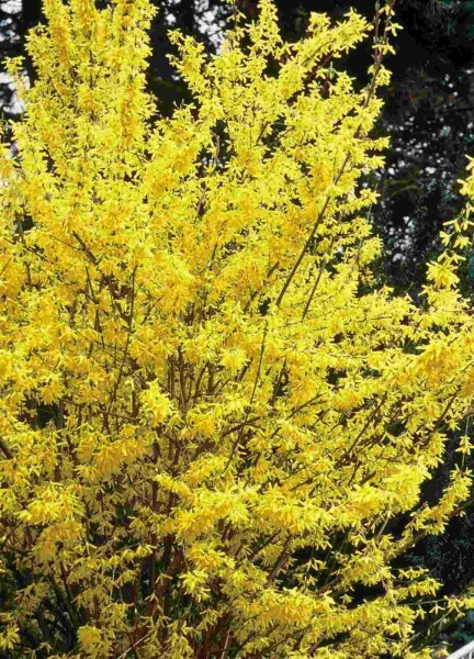 Forsythia intermedia 'Spectabilis' busk 60-80 cm