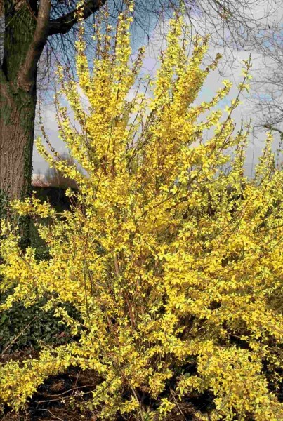 Forsythia intermedia 'Weekend' busk 60-80 cm
