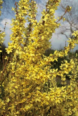 Forsythia intermedia 'Weekend' busk 125-150 cm