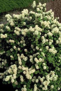 Fothergilla major busk 25-30 cm