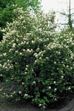 Fothergilla major busk 60-80 cm